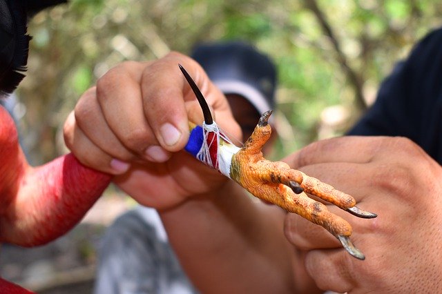 বিনামূল্যে ডাউনলোড করুন Gallo Spurs Fence - বিনামূল্যে ছবি বা ছবি GIMP অনলাইন ইমেজ এডিটর দিয়ে সম্পাদনা করতে হবে