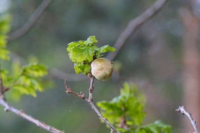 Free download Galls Oak -  free photo or picture to be edited with GIMP online image editor