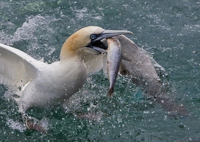 Descargue gratis la imagen gratuita de aves marinas de peces de pesca de la costa de alcatraces para editar con el editor de imágenes en línea gratuito GIMP