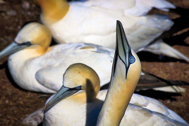 Free download Gannets Birds Nature -  free photo or picture to be edited with GIMP online image editor