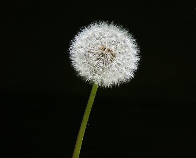 Free download garden dandelion p nature free picture to be edited with GIMP free online image editor