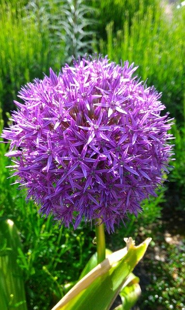 ดาวน์โหลดฟรี Garden Flower - ภาพถ่ายหรือภาพฟรีที่จะแก้ไขด้วยโปรแกรมแก้ไขรูปภาพออนไลน์ GIMP