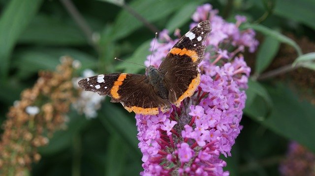 Free download Garden Flowers Buddleja -  free photo or picture to be edited with GIMP online image editor