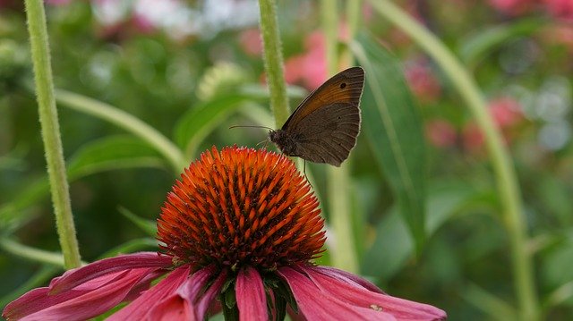 Free download Garden Flowers Coneflower -  free photo or picture to be edited with GIMP online image editor