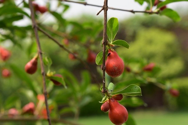 Descarga gratuita Garden Gardening Plant: foto o imagen gratuita para editar con el editor de imágenes en línea GIMP