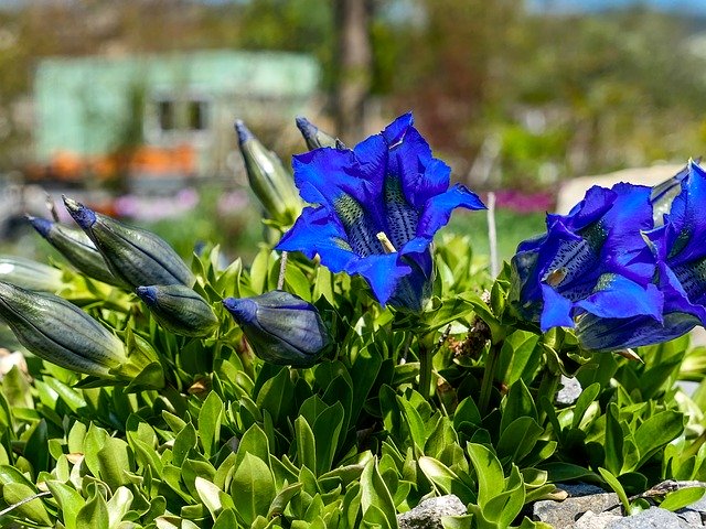 Free download Garden Gentian Blue -  free photo or picture to be edited with GIMP online image editor