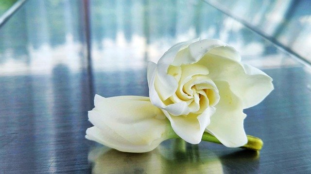 Free download Gardenia Flower Plant -  free photo or picture to be edited with GIMP online image editor