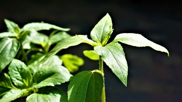 Free download Gardening Cuttings Sunflower -  free photo or picture to be edited with GIMP online image editor