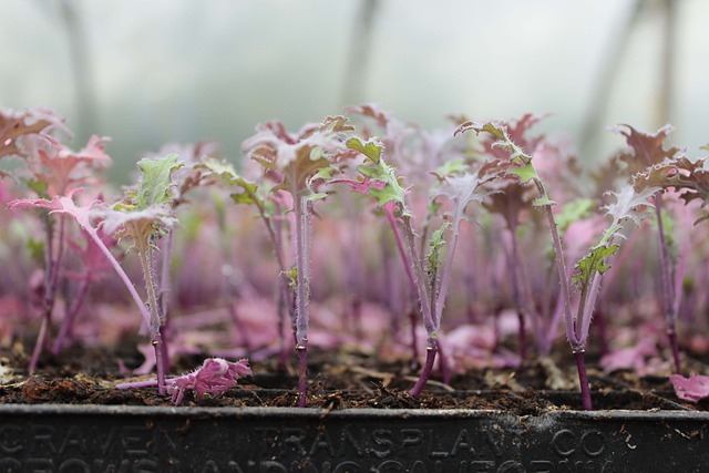 Free download garden kale pink nursery food free picture to be edited with GIMP free online image editor