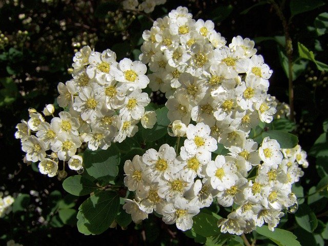 Free download garden meadowsweet bush white free picture to be edited with GIMP free online image editor