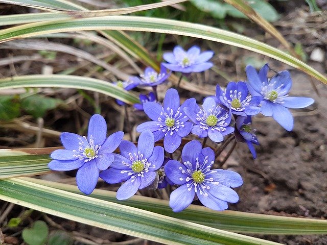 Free download Garden Nature Hepatica -  free photo or picture to be edited with GIMP online image editor