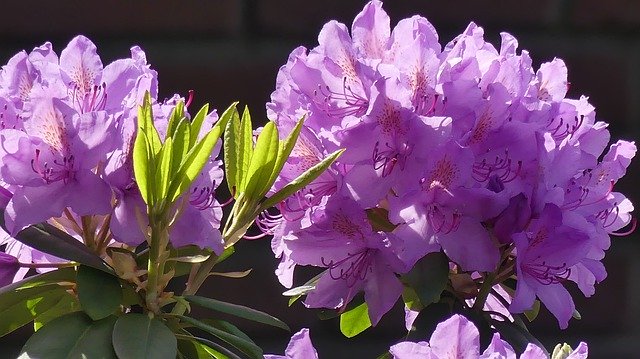 Free download Garden Rhododendron -  free photo or picture to be edited with GIMP online image editor