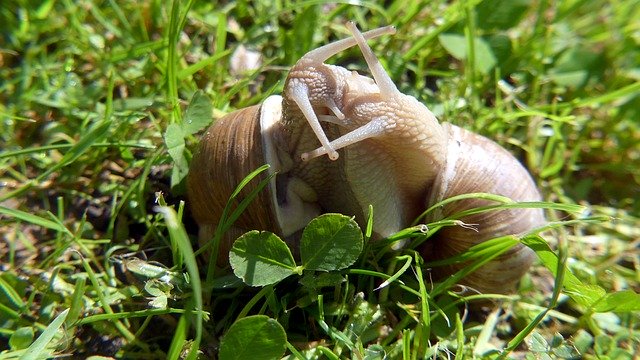 Free download Garden Snails Nature -  free photo or picture to be edited with GIMP online image editor