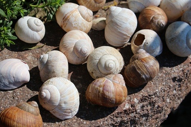 Free download Garden Snails Summer -  free photo or picture to be edited with GIMP online image editor