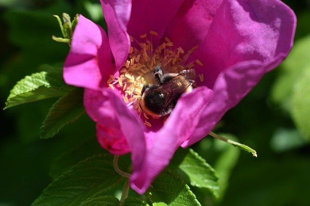 Free download Garden Summer Bee -  free photo or picture to be edited with GIMP online image editor