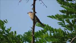 Free download Garden Warbler Bird Animal -  free video to be edited with OpenShot online video editor