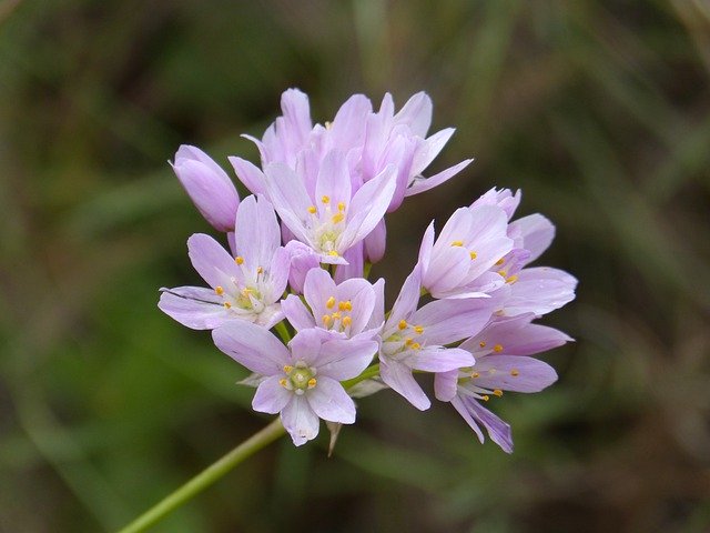 Free download Garlic Flower -  free photo or picture to be edited with GIMP online image editor