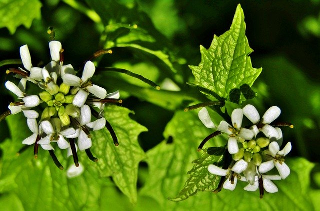 Free download Garlic Herb Mustard White -  free photo or picture to be edited with GIMP online image editor