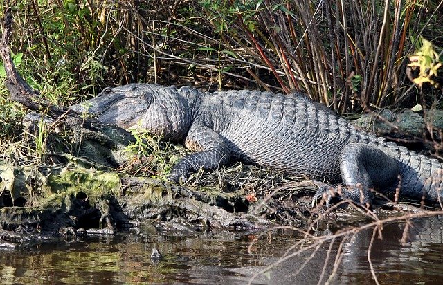 Free download Gator Alligator Swamp -  free photo or picture to be edited with GIMP online image editor