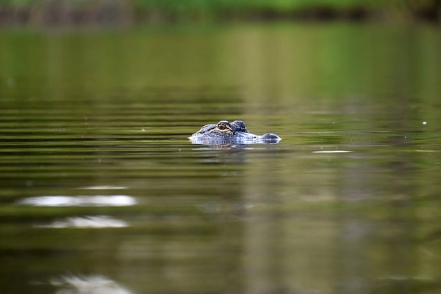 Free download gator reptile creek nature scenic free picture to be edited with GIMP free online image editor