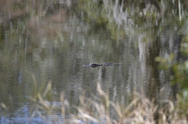 Free download Gator Swamp Alligator -  free photo or picture to be edited with GIMP online image editor