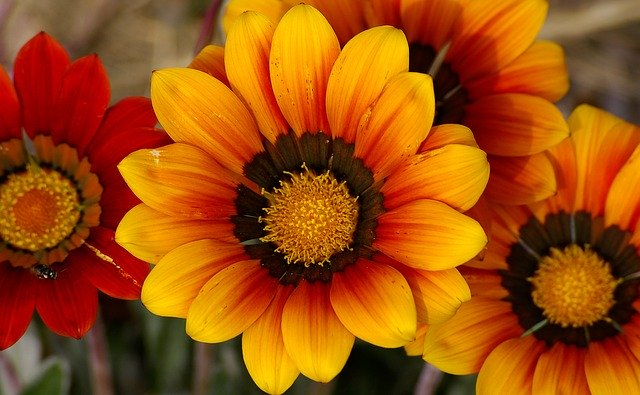 Free download Gazania Flowers Blooms -  free photo or picture to be edited with GIMP online image editor