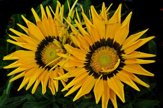 Free download Gazania Wielkokwiatowa Flower -  free photo or picture to be edited with GIMP online image editor