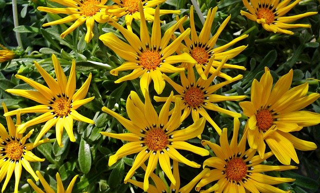 Free download Gazanie Yellow Flowers -  free photo or picture to be edited with GIMP online image editor