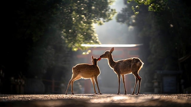 Free download gazelle forest trees wildlife free picture to be edited with GIMP free online image editor