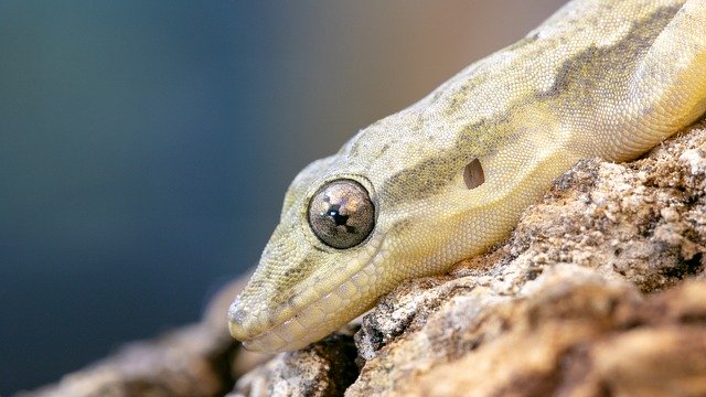 Free download Gecko Animal Wimpergekko -  free photo or picture to be edited with GIMP online image editor