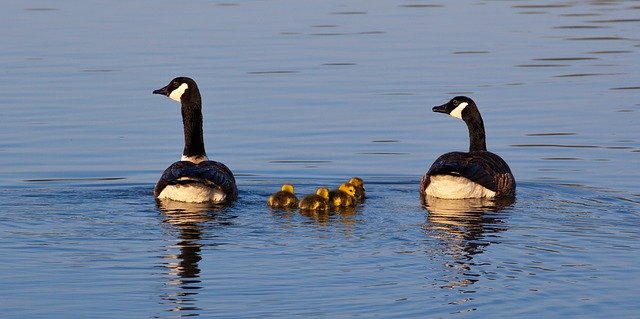 Free download Geese And Goslings -  free photo or picture to be edited with GIMP online image editor