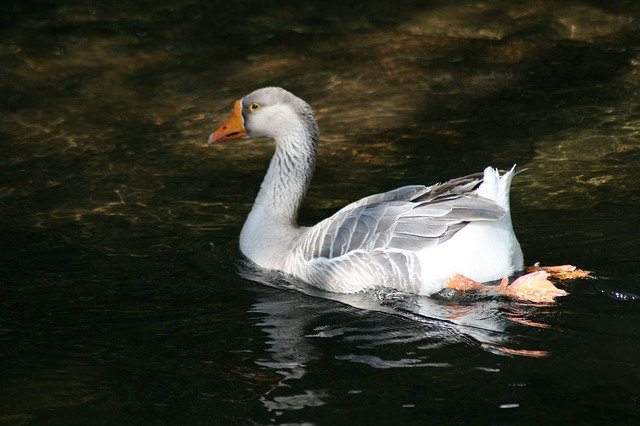 Free download Geese Animals -  free photo or picture to be edited with GIMP online image editor