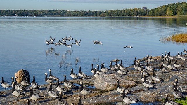 Free download Geese Autumn Migration Water -  free photo or picture to be edited with GIMP online image editor