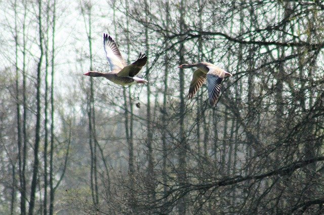 Free download Geese Bird Animals Migratory -  free photo or picture to be edited with GIMP online image editor