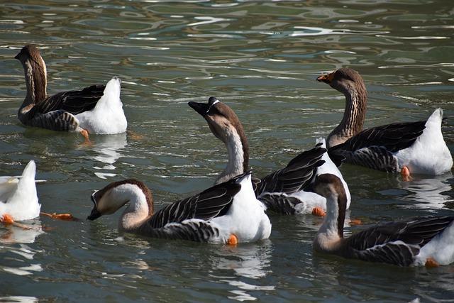 Free download geese birds lake waterfowls free picture to be edited with GIMP free online image editor