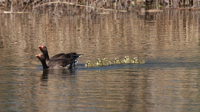 Free download Geese Chicks Spring -  free photo or picture to be edited with GIMP online image editor