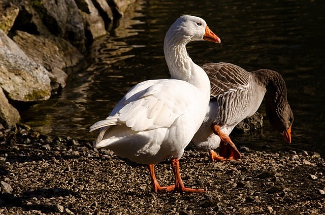 Free download geese domestic geese river wildlife free picture to be edited with GIMP free online image editor