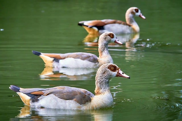 Free download geese egyptian goose waterfowl free picture to be edited with GIMP free online image editor