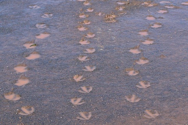 Free download Geese Footprints Mud -  free photo or picture to be edited with GIMP online image editor