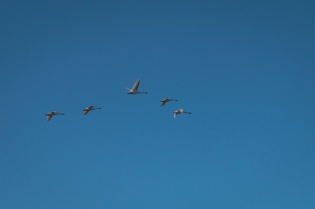 Free download Geese Sky Flying -  free photo or picture to be edited with GIMP online image editor