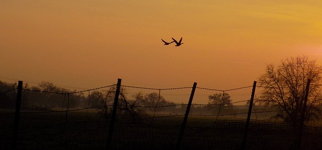 Free download Geese Sunset Flight -  free photo or picture to be edited with GIMP online image editor