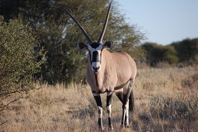 Free download gemsbok oryx animal horns antelope free picture to be edited with GIMP free online image editor