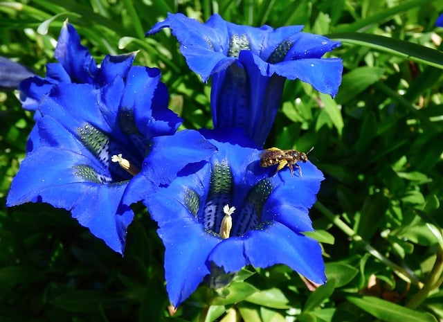 Free download gentian alpine flowers blue flowers free picture to be edited with GIMP free online image editor