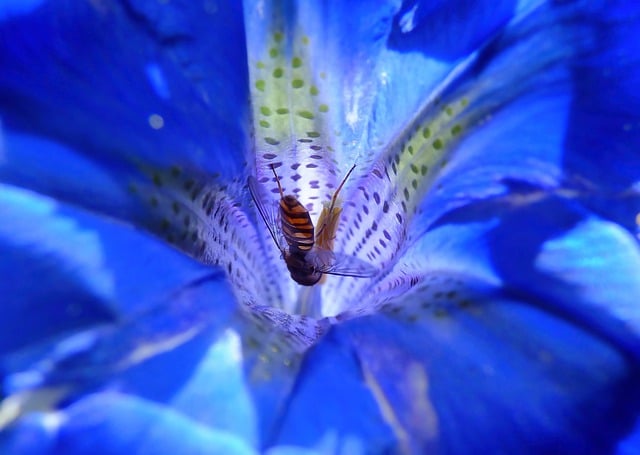 Free download gentian bee pollination blue flower free picture to be edited with GIMP free online image editor