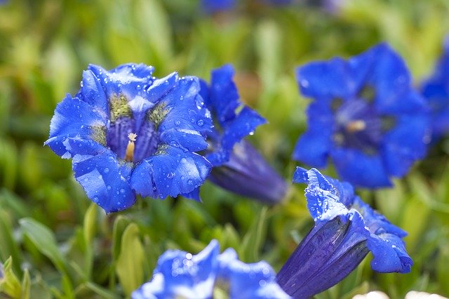 Free download Gentian Fauna Flower -  free photo or picture to be edited with GIMP online image editor