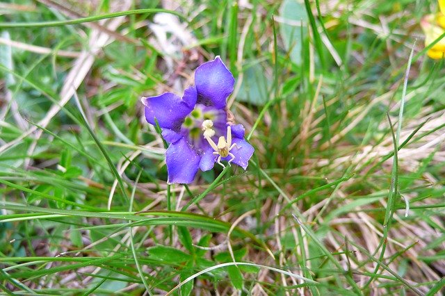 Free download Gentian Spider Meadow -  free photo or picture to be edited with GIMP online image editor