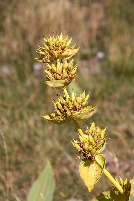 Free download Gentian Yellow Savoie -  free photo or picture to be edited with GIMP online image editor