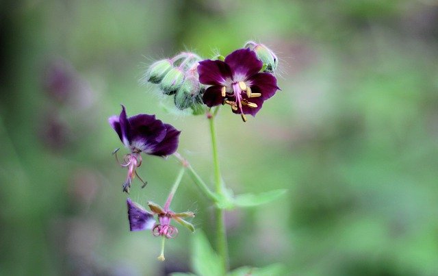 Free download Geranium Phaeum Pelagonia Flowers -  free photo or picture to be edited with GIMP online image editor