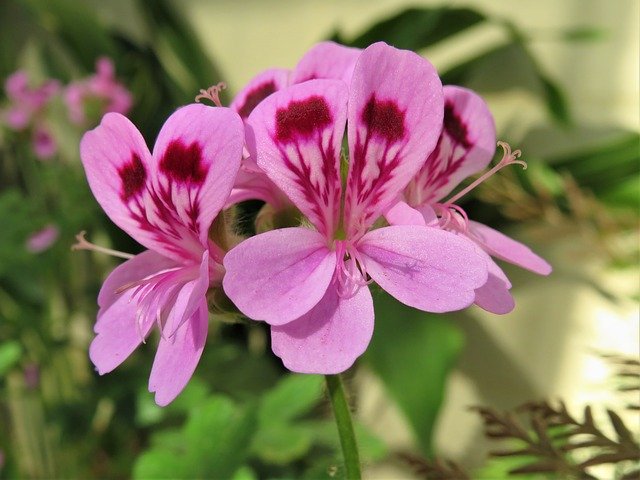 Free download Geranium Pink Flower -  free photo or picture to be edited with GIMP online image editor