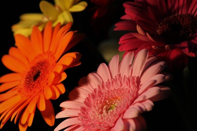 Free download Gerbera Background Nature -  free photo or picture to be edited with GIMP online image editor